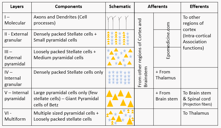 Blog placeholder image for The Cerebral Cortex: Layers and Roles